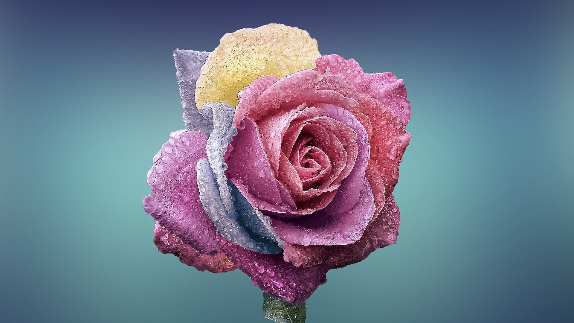 photo of multicolored rose