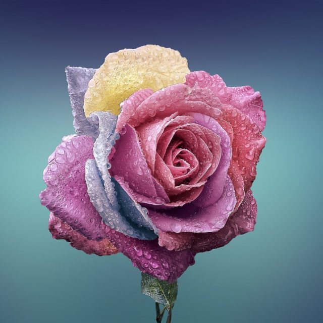 photo of multicolored rose